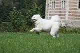 SAMOYEDE 072